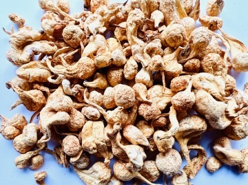 Chong Cao Hua Head/ Premium Cordyceps Flower Head (Grade: AA) 蟲草花(孢子頭-特級) 250g 